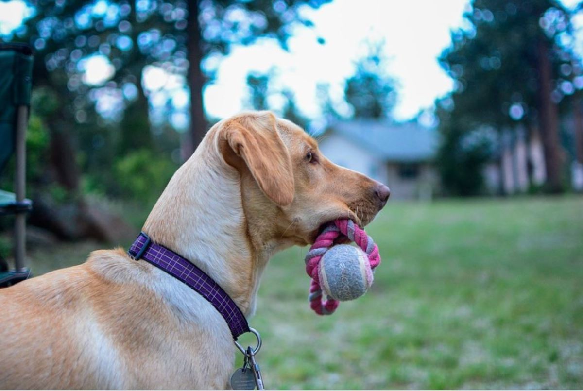 Some dogs are naturally inclined to playing a game of fetch due to their genetic makeup.
