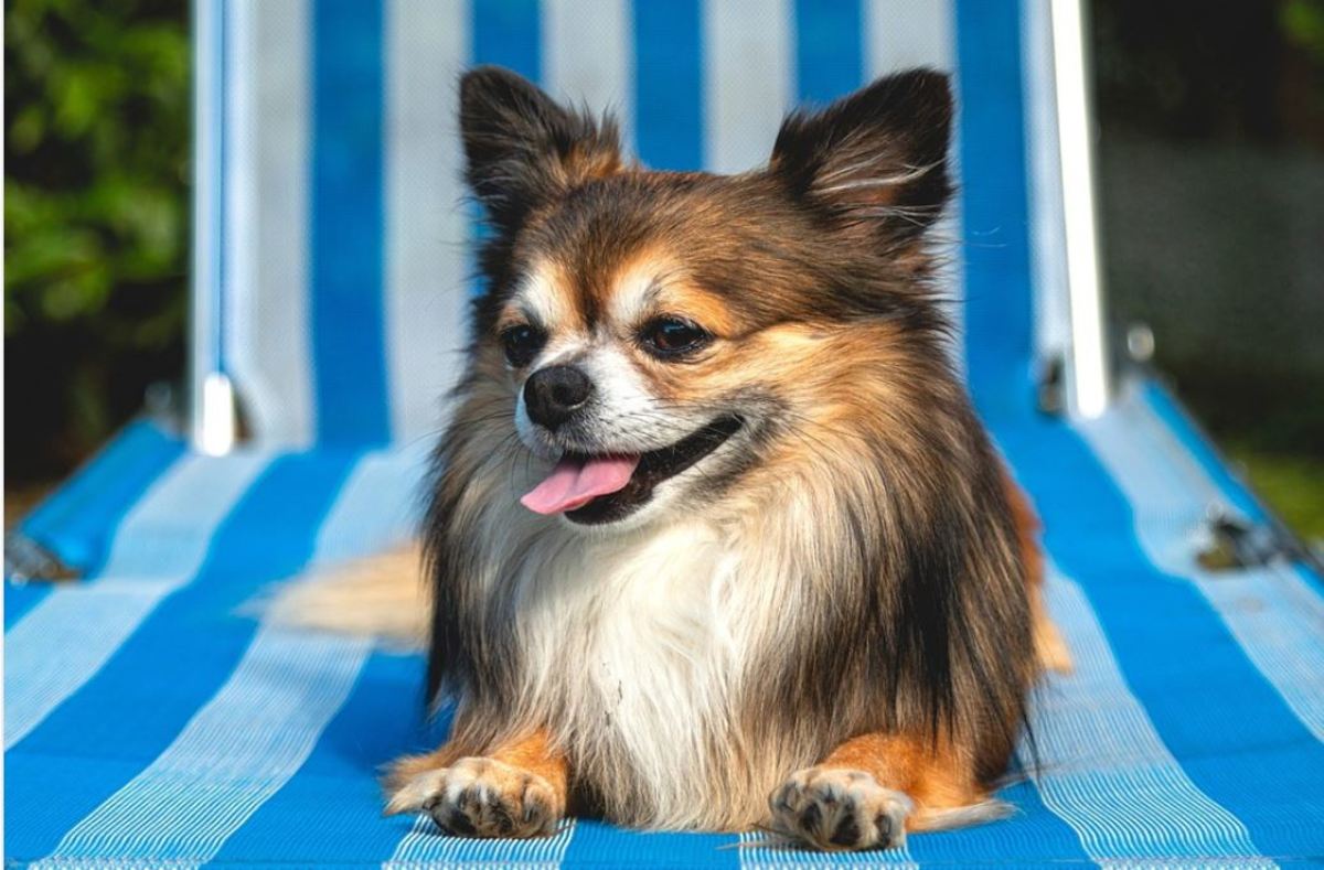 Certain areas of your dog's body are more exposed to sun