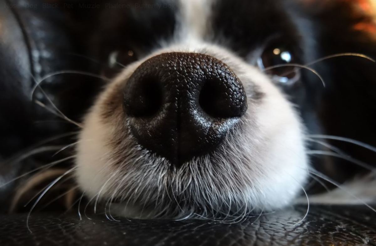 Pay attention to your dog's nasal discharge