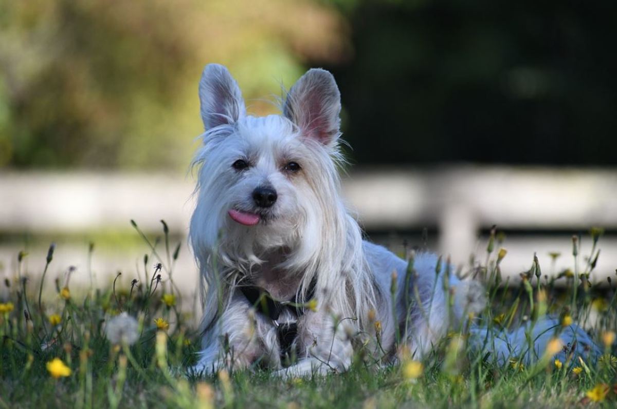 Chinese crested dogs often have a tongue hanging out.