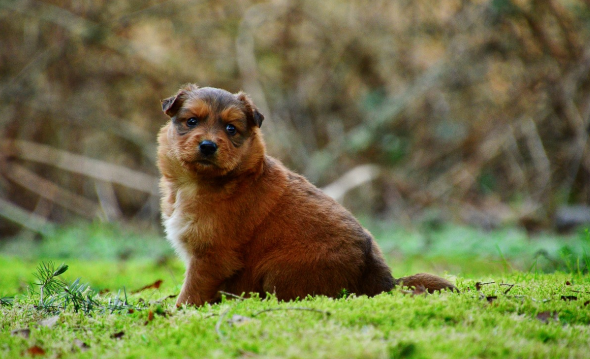 why-is-my-dog-s-stomach-swollen-on-one-side-dog-discoveries