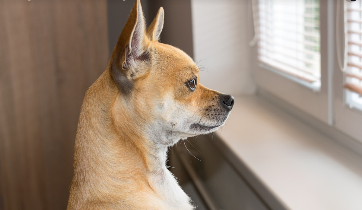 Dogs bark at the mailman for the simple fact that dogs perceive postal workers as rude intruders