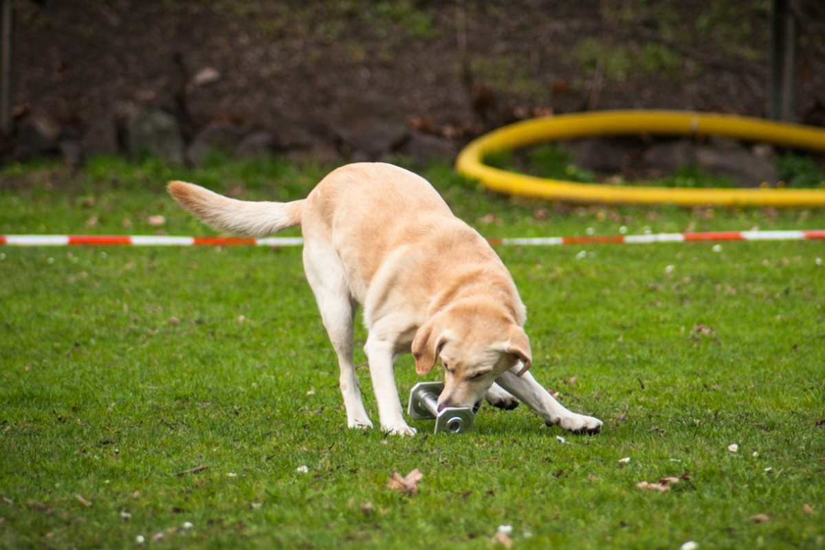 why-does-my-dog-lick-metal-things-expert-answers-dog-discoveries