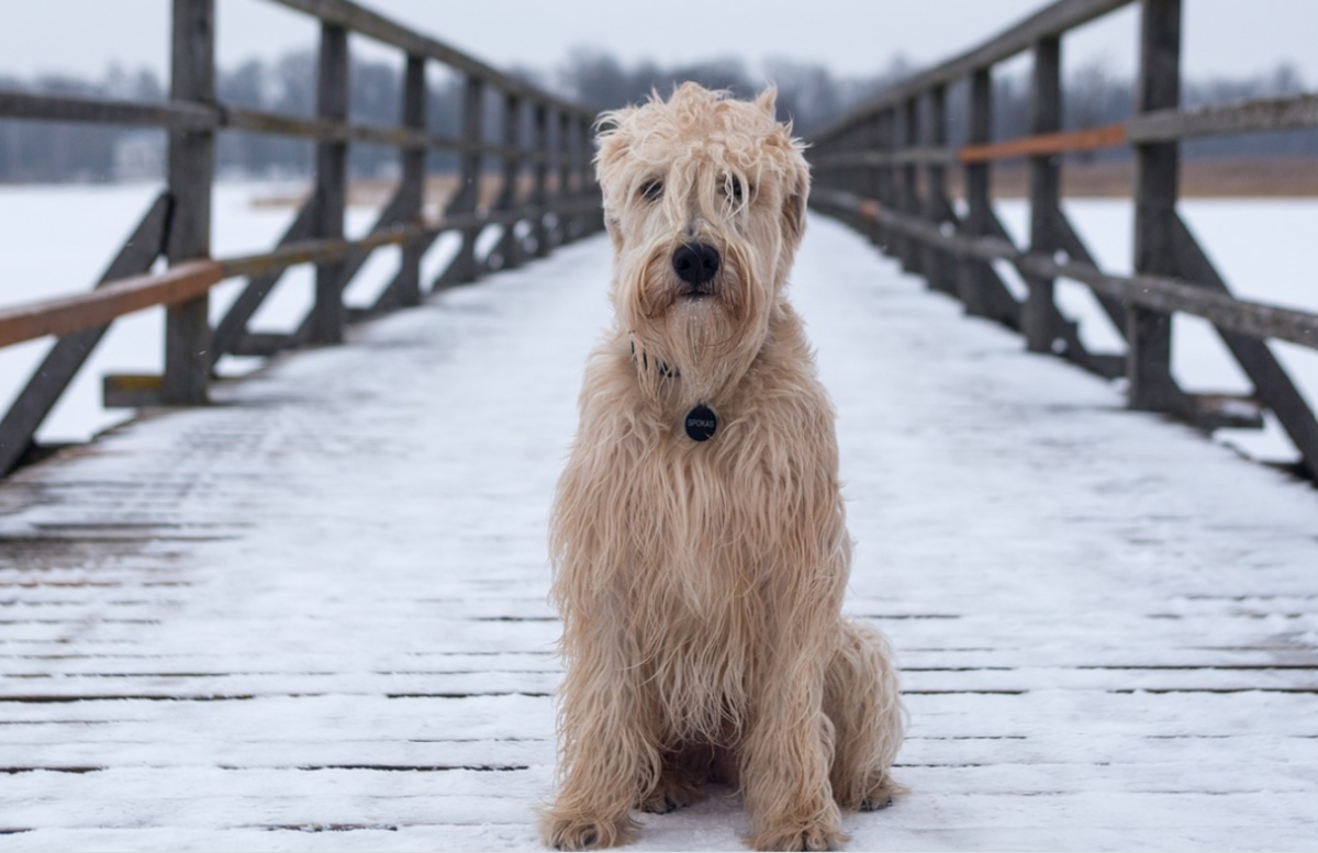 england dog suicide bridge        
        <figure class=