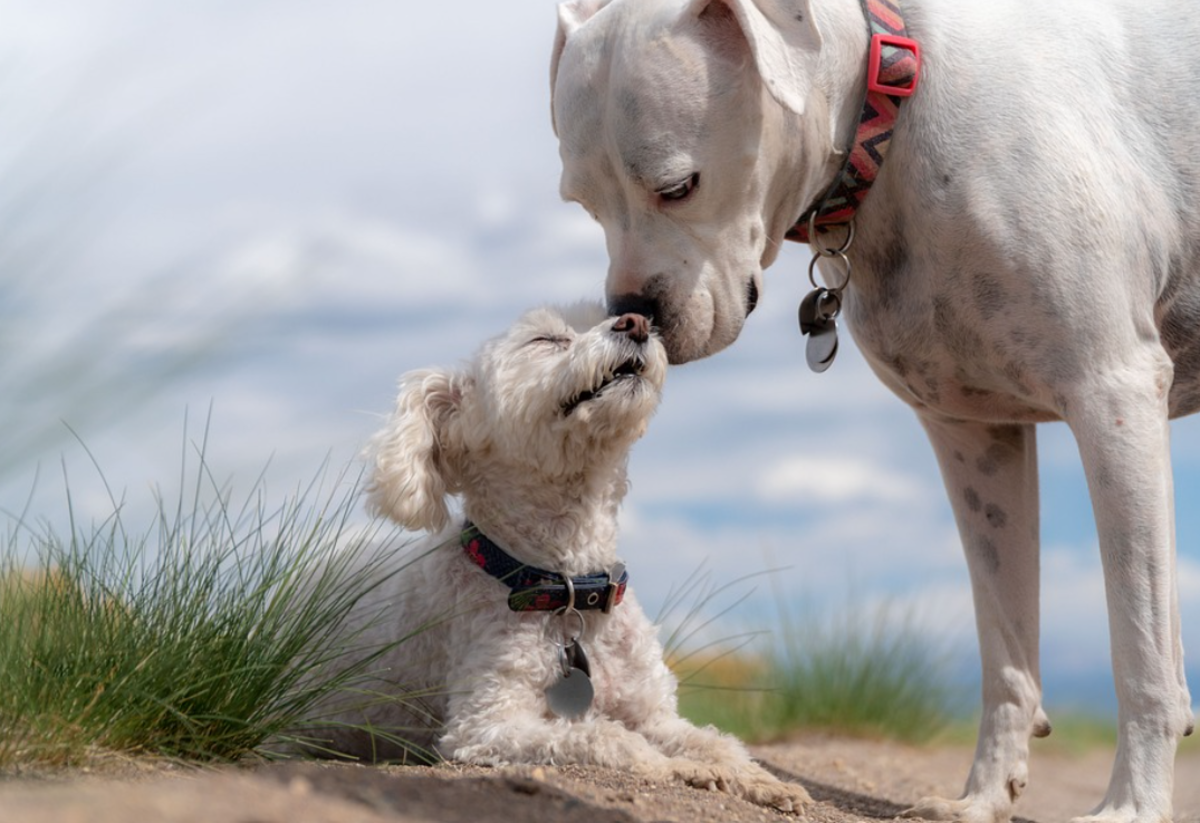 why-does-my-dog-lick-other-dogs-faces-dog-discoveries