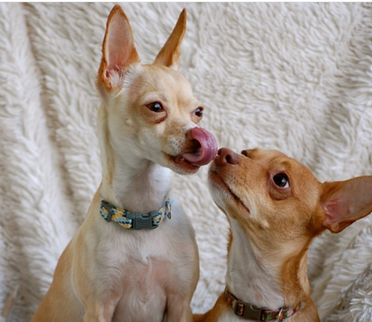 why-does-my-dog-lick-other-dogs-faces-dog-discoveries