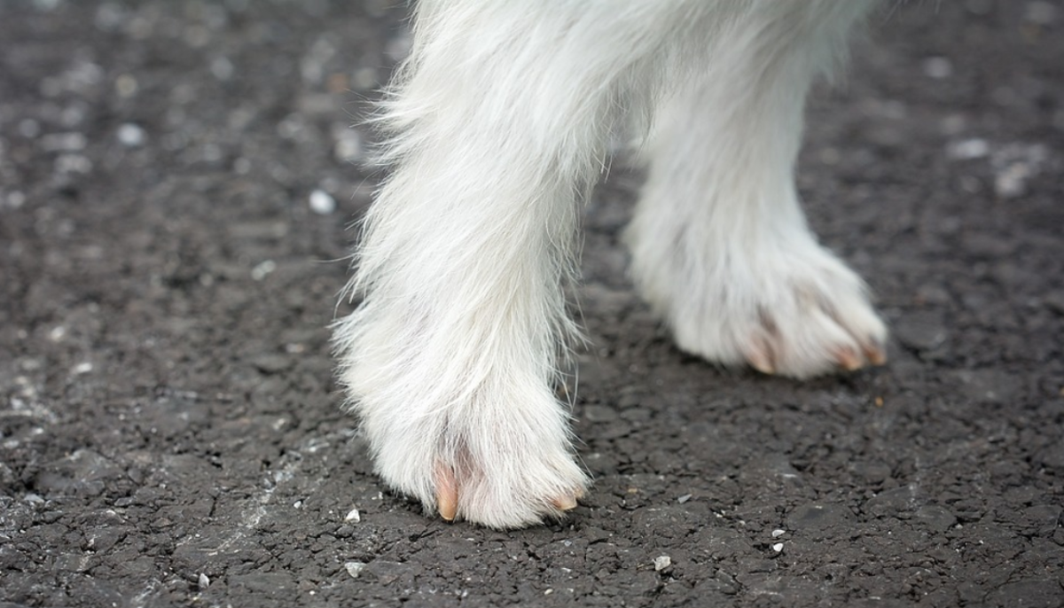 How to Stop Dog Nail Bleeding - Whole Dog Journal