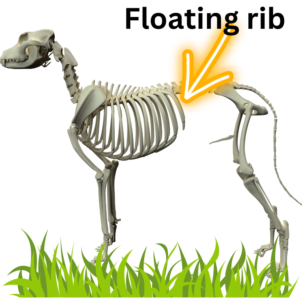 what is a floating rib in a dog