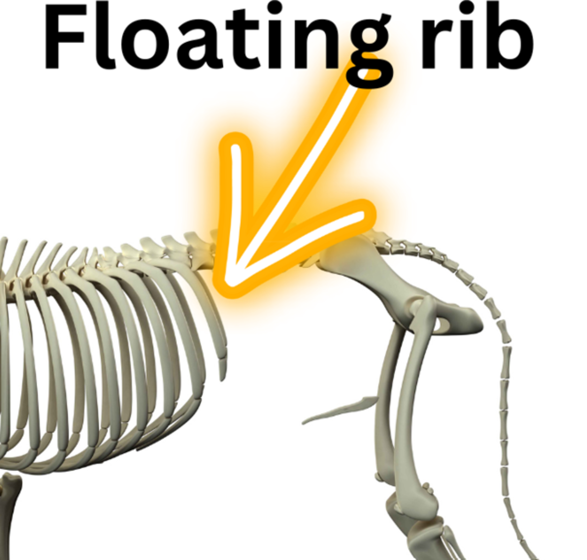 What are "Floating Ribs" in Dogs? All You Need to Know Dog Discoveries