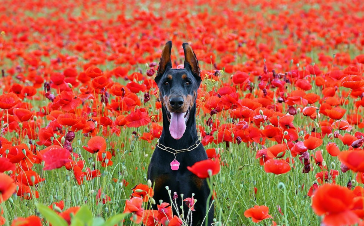 Are Poppies Toxic to Dogs? Heres What Experts Say - Dog Discoveries