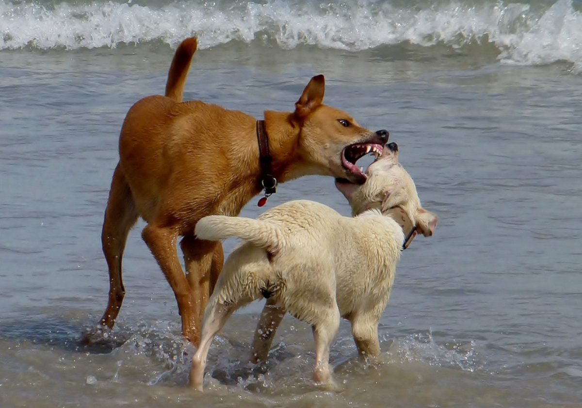 Is Your Dog's Rough Play Appropriate? · The Wildest