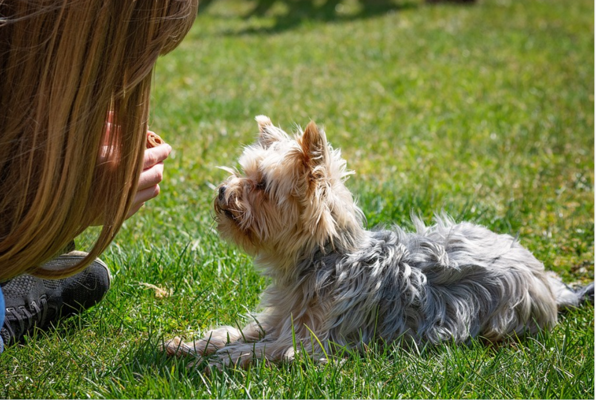 help-my-dog-lies-down-when-i-tell-him-to-sit-dog-discoveries