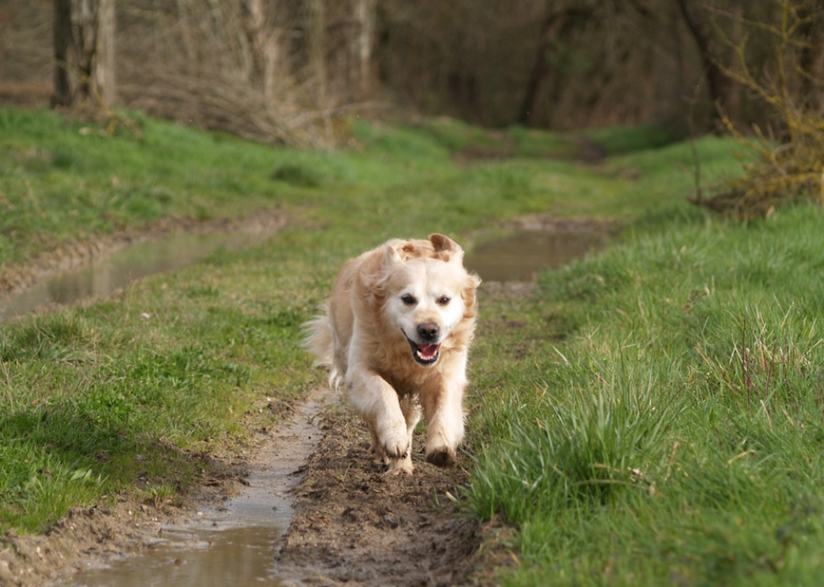 help-my-dog-plays-too-rough-with-me-in-the-yard-dog-discoveries