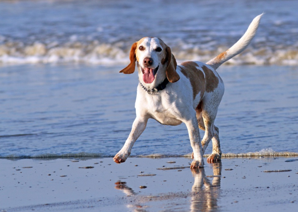 Why Is My Dog Walking Sideways? Here's What Vets Say (+Videos) - Dog