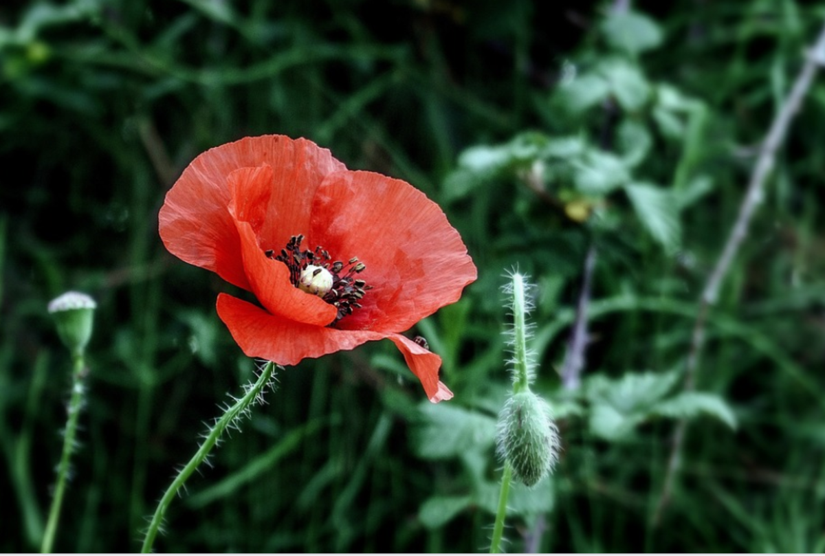 Are poppies poisonous hot sale to dogs uk