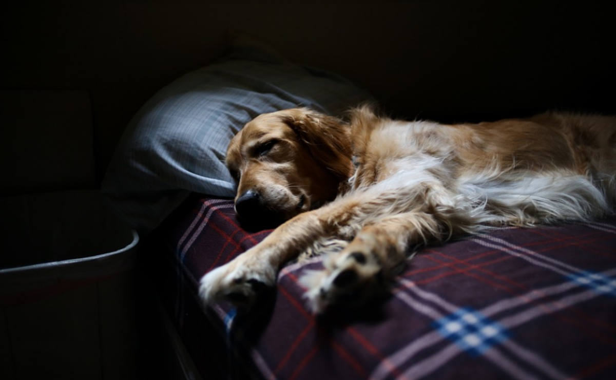 Dog sleeping in 2025 bed separation anxiety