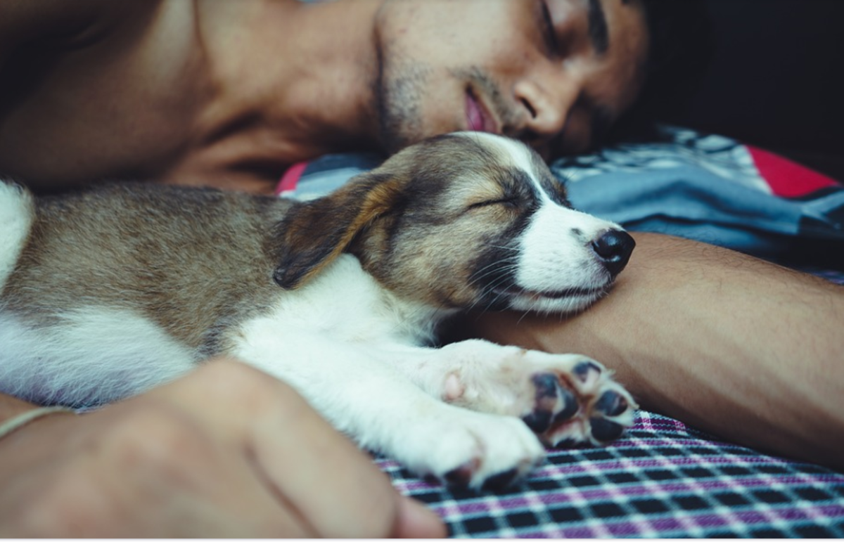 Dog sleeping in shop bed separation anxiety