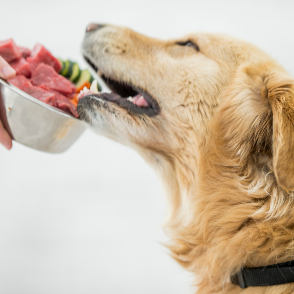 Colitis in Dogs: All You Need to Know - Dog Discoveries