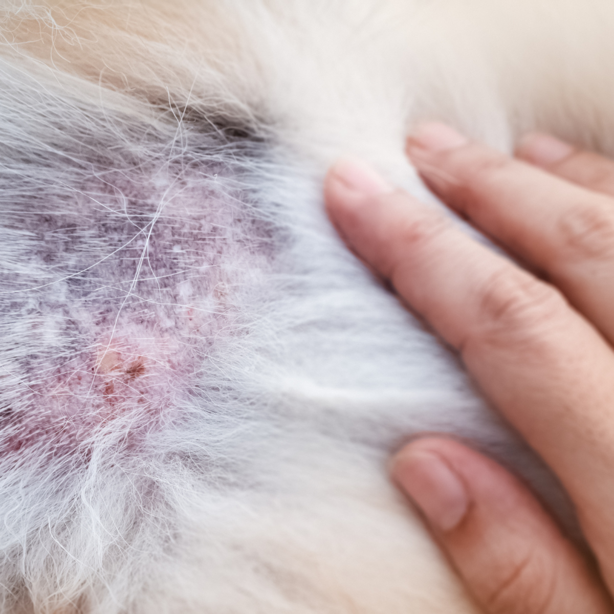 causes-of-crusty-scabs-on-a-dog-s-back-expert-answers-dog-discoveries