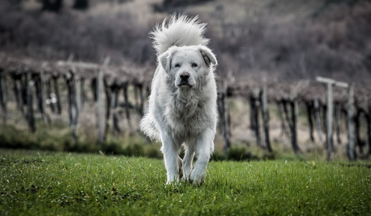 Why Are Many Livestock Guardian Dogs White? - Dog Discoveries