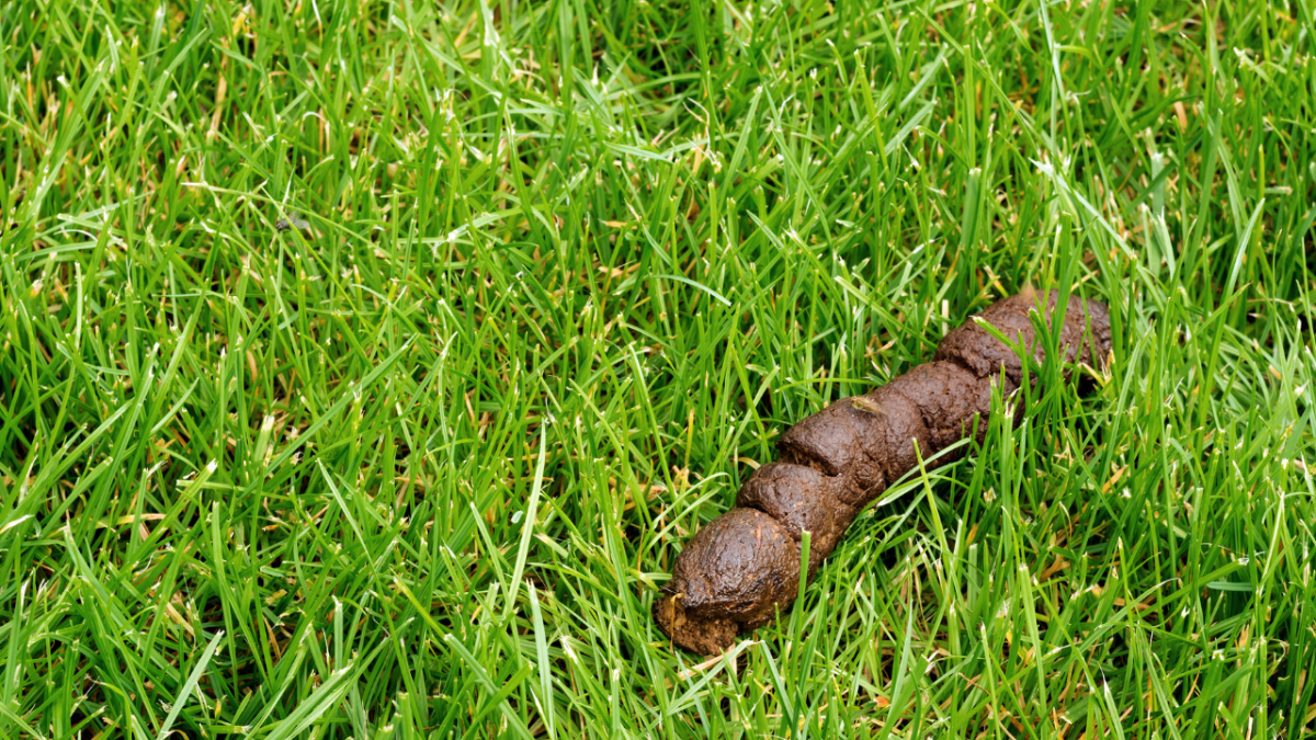 Why is My Dog's Poop Thin? - Dog Discoveries