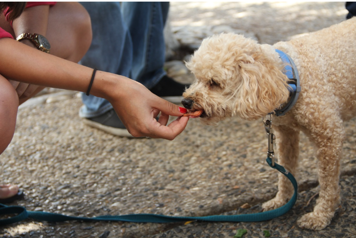 Are fried onions 2025 bad for dogs