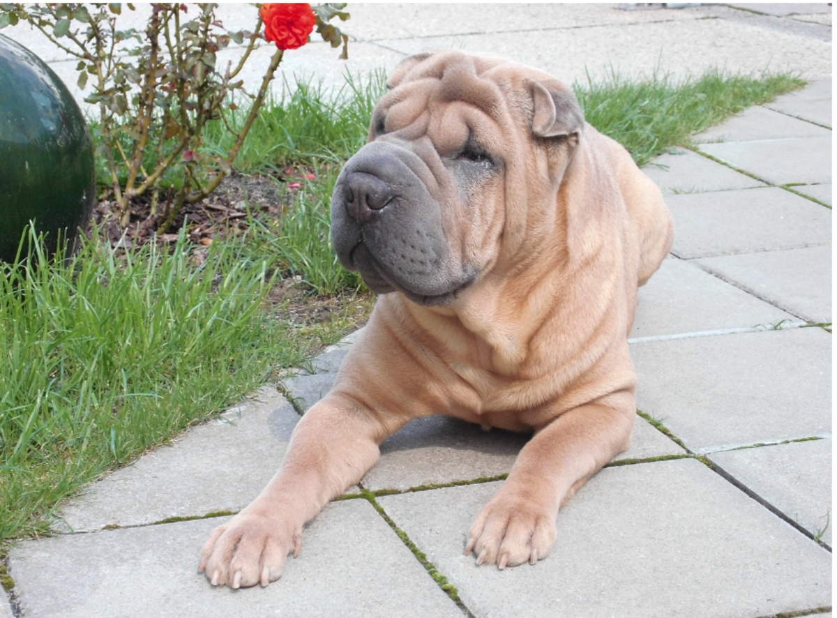 Shar pei sale mange