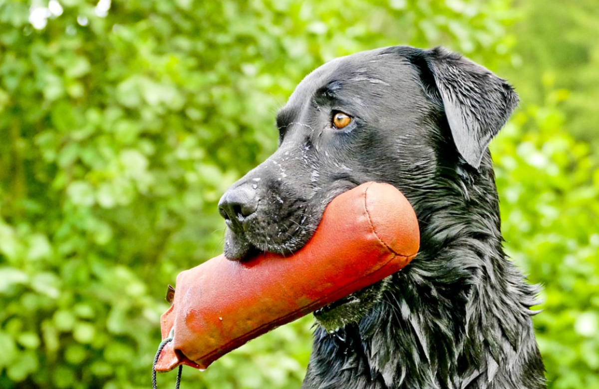 Keep your Labrador's mind and body busy. 