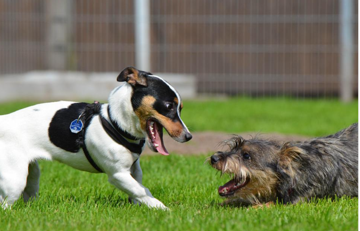 The grayish dog on the right is performing a play bow . Notice the open mouth, ears back and how this dog is facing the other dog with eyes directed towards the play mate.