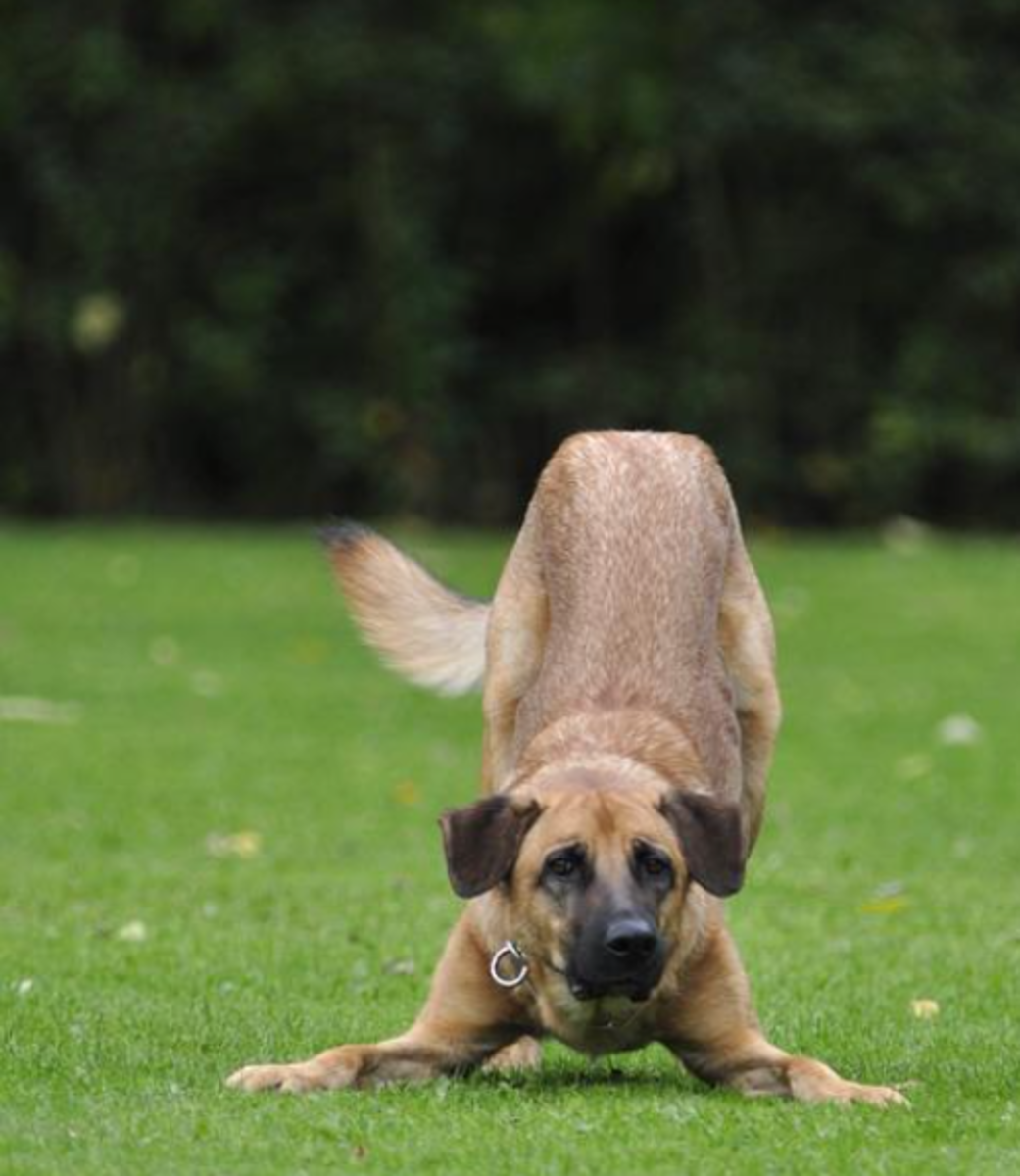 what-does-it-mean-if-a-dog-bows