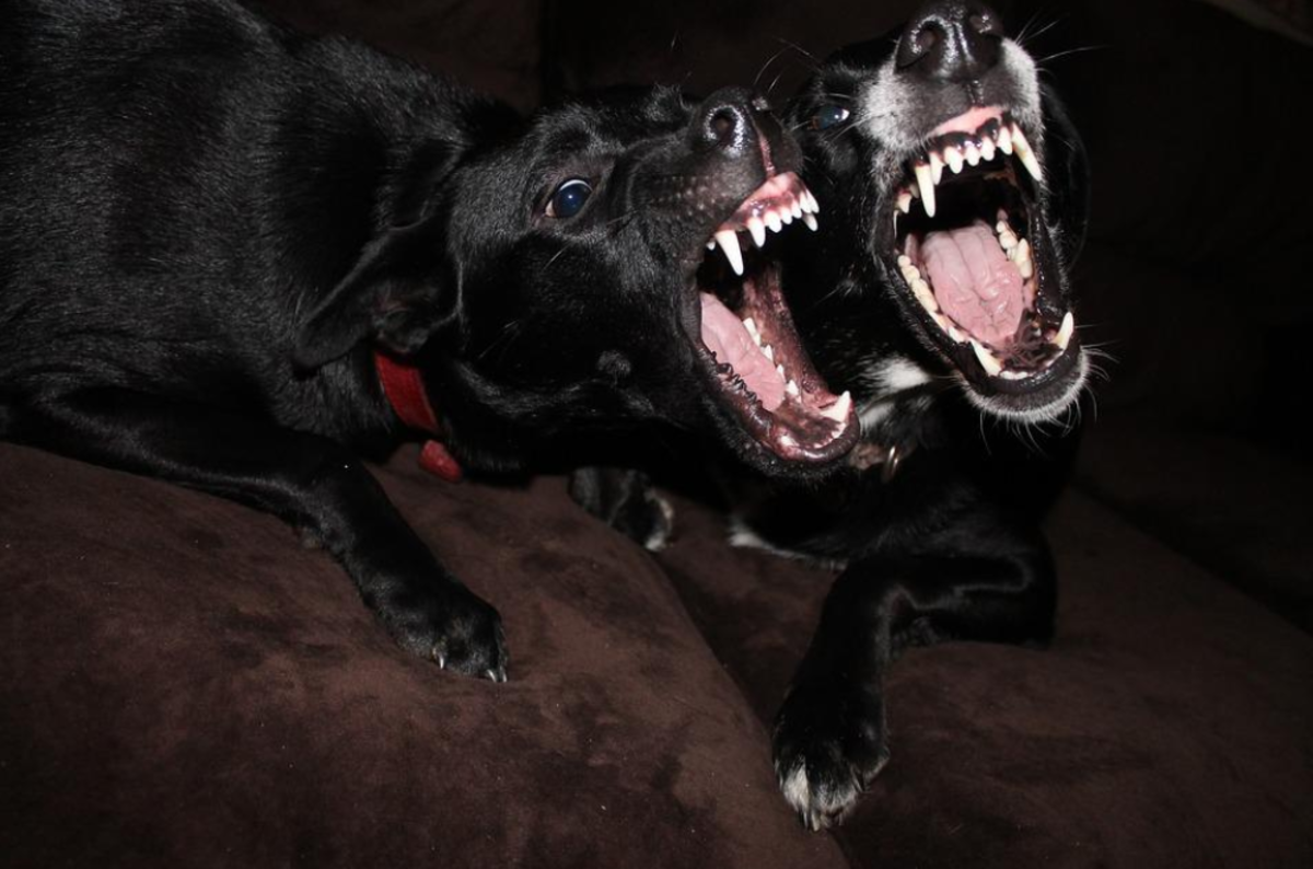 Dental disarming doesn't tackle the root cause of a dog's aggression