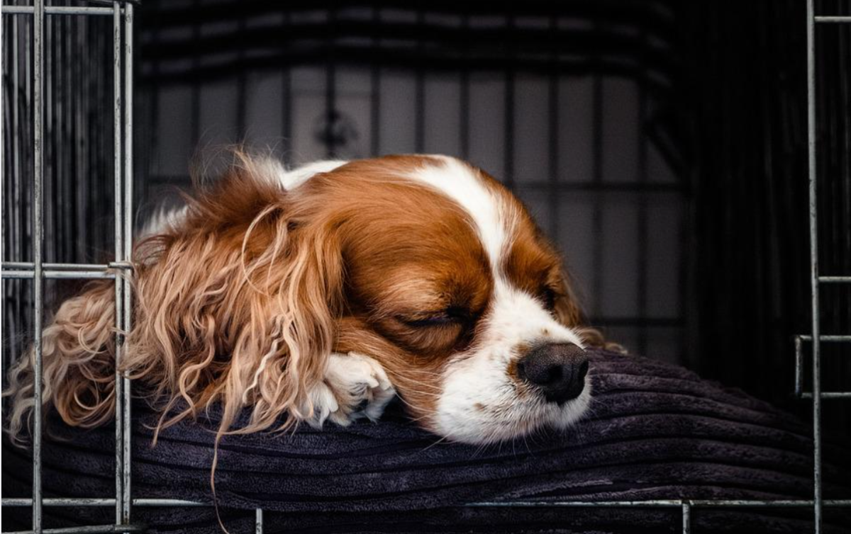 Puppy keeps barking in hot sale crate