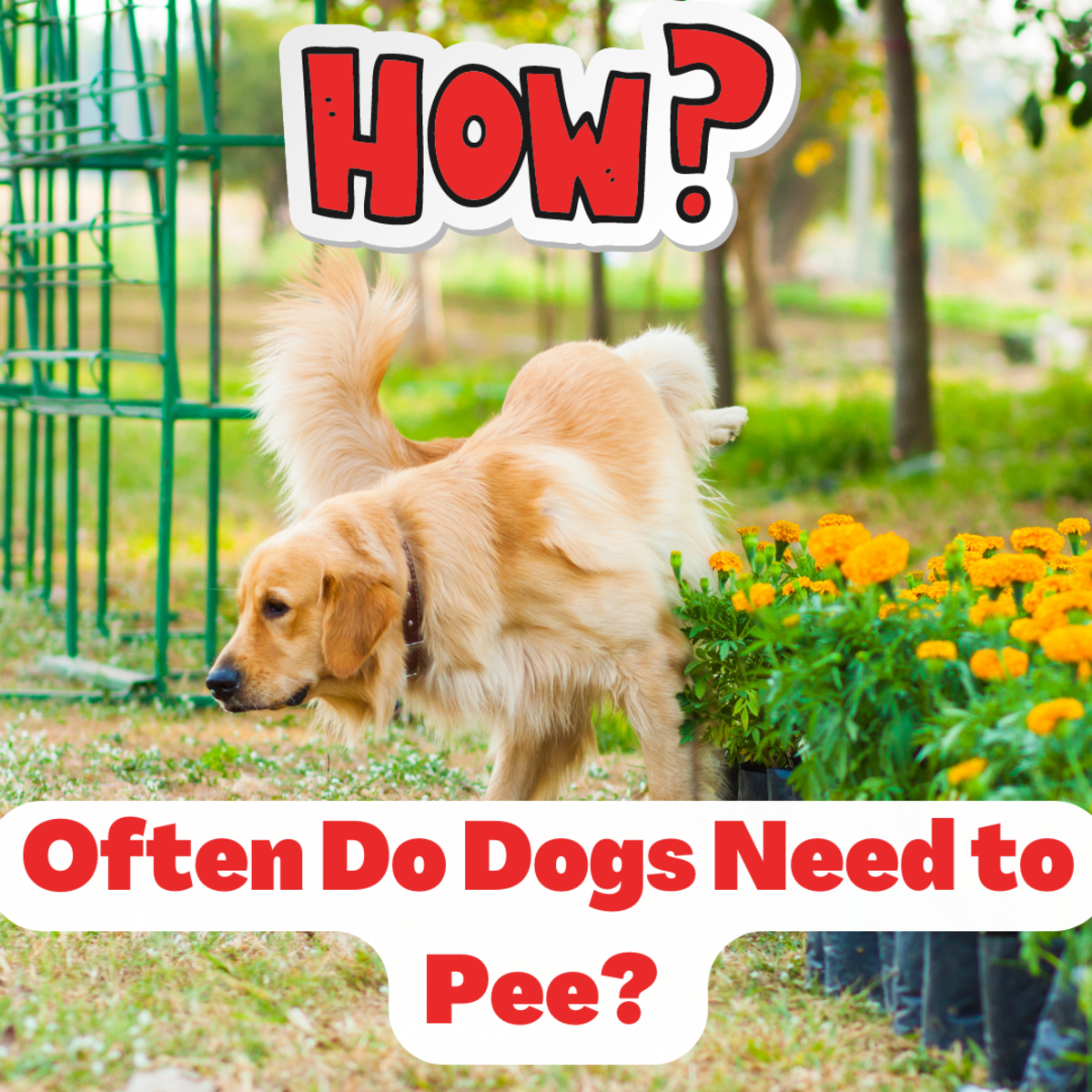 Often Do Dogs Need to Pee