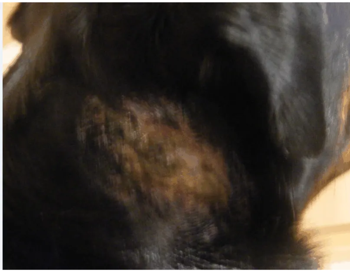 Picture of a dog's hot spot behind the ear. Dog Discoveries, All rights reserved 