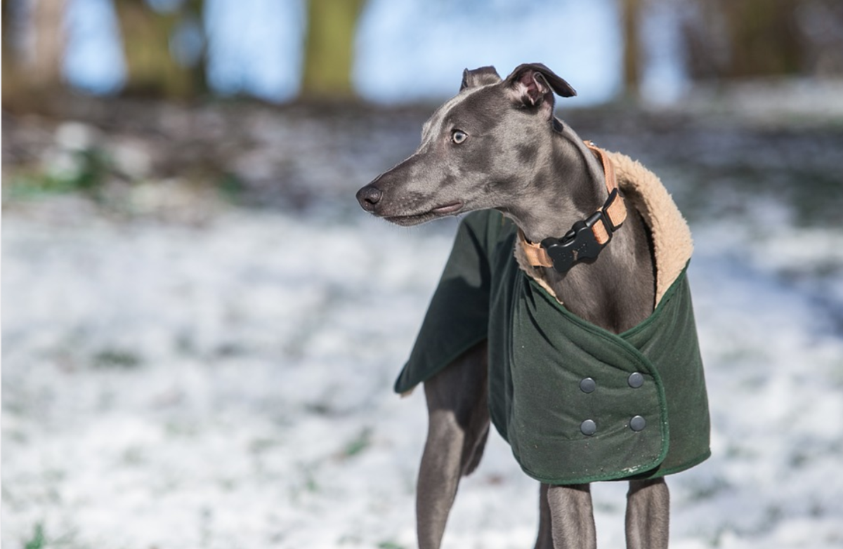 The whippet has a short coat and may need protection during the winter