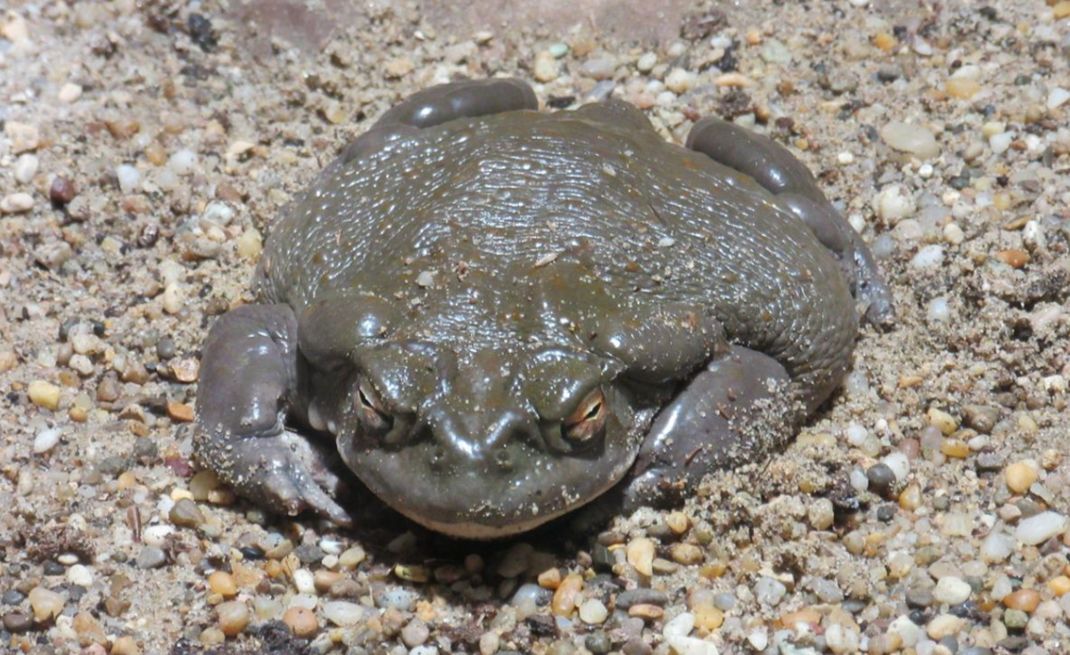 The Colorado River Toad is also one of the largest toads measuring up to 7.5 inches. 