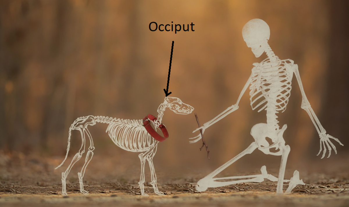 Anatomy of dog, with the occiput outlined