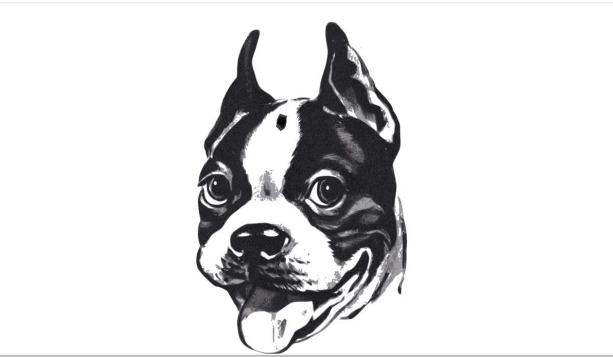 Does your Boston terrier have a Haggerty dot?