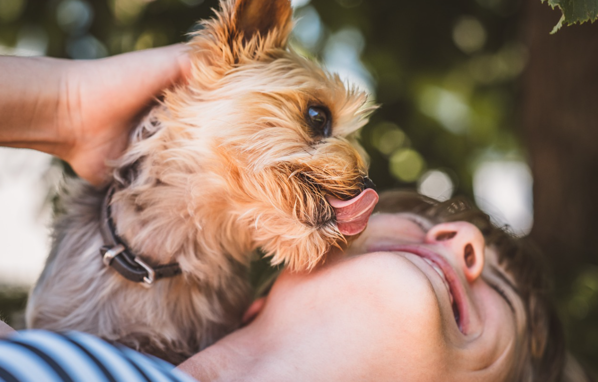 Do dogs lick our skin because it's salty?