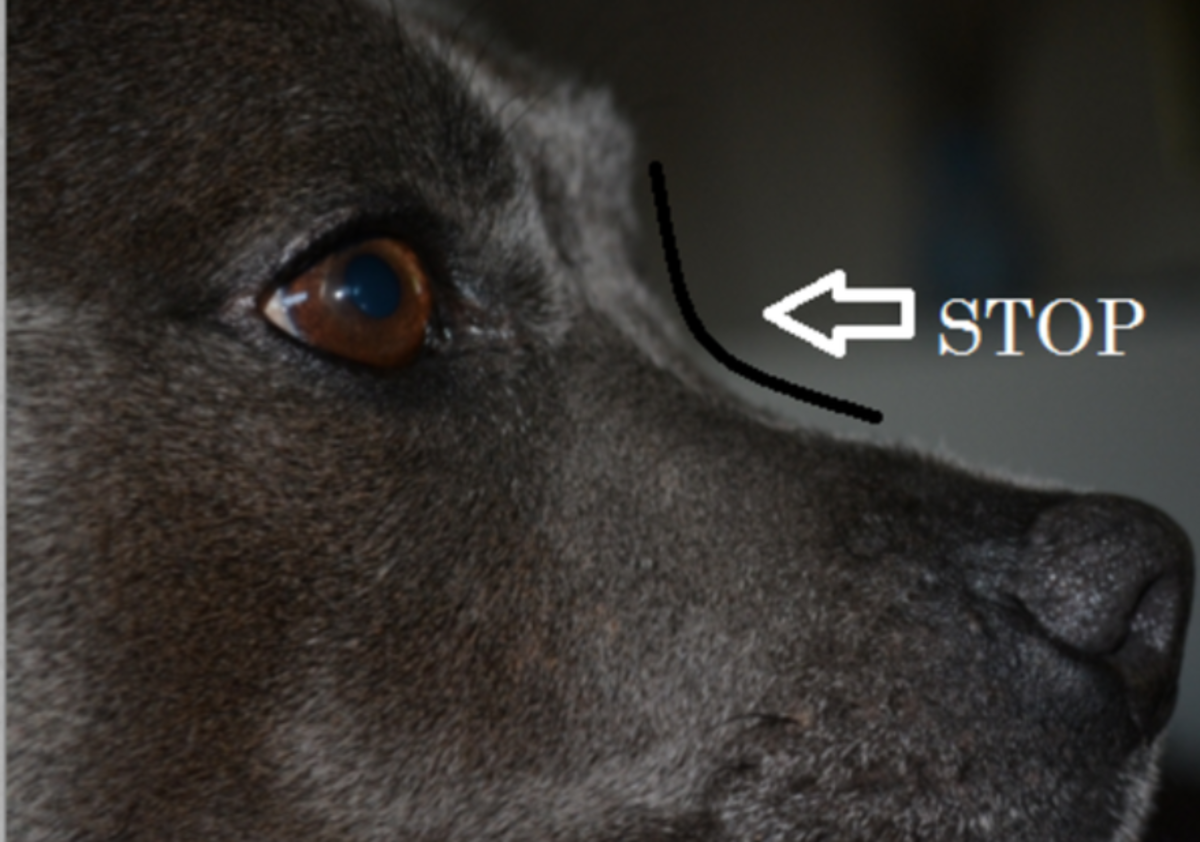 A stop is the indentation that starts from the dog's forehead and ends at the muzzle.