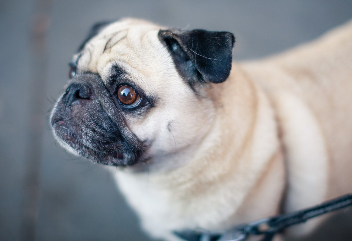 Pugs are know for their short heads and protruding, wide- distanced eyes. 