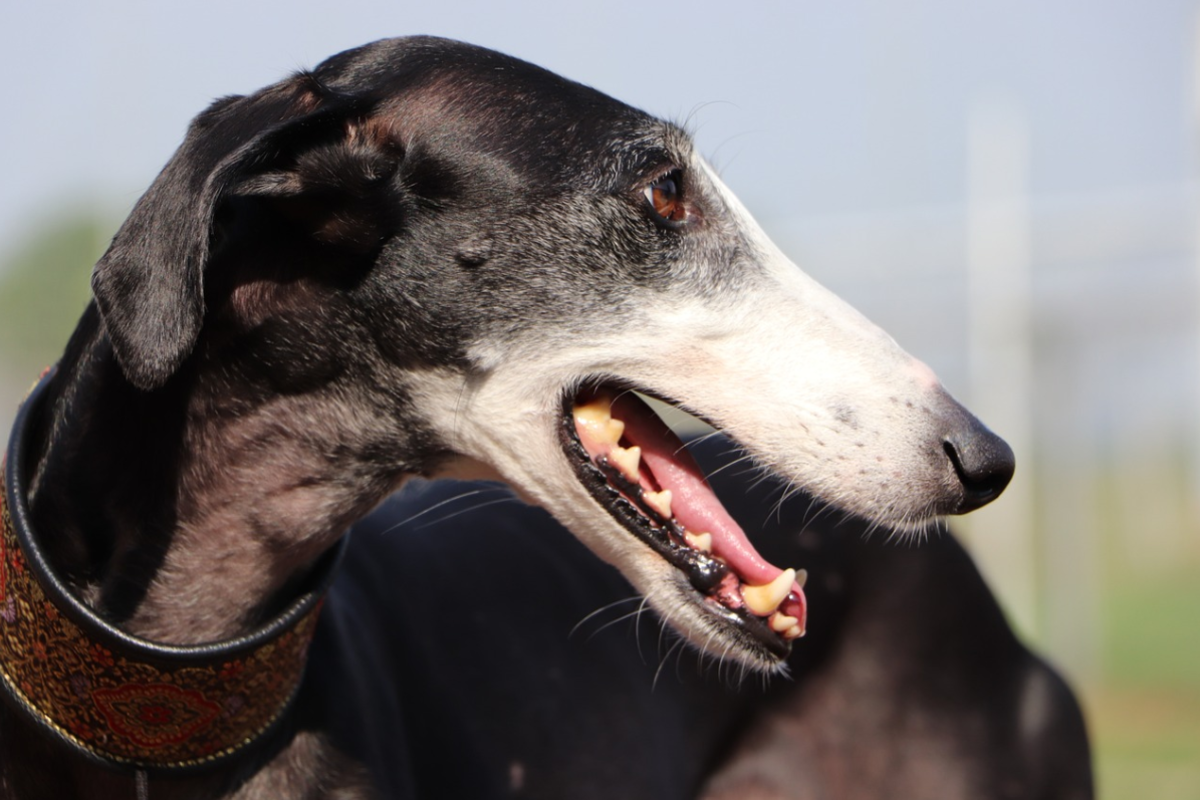 This sighthound has significant space between its teeth