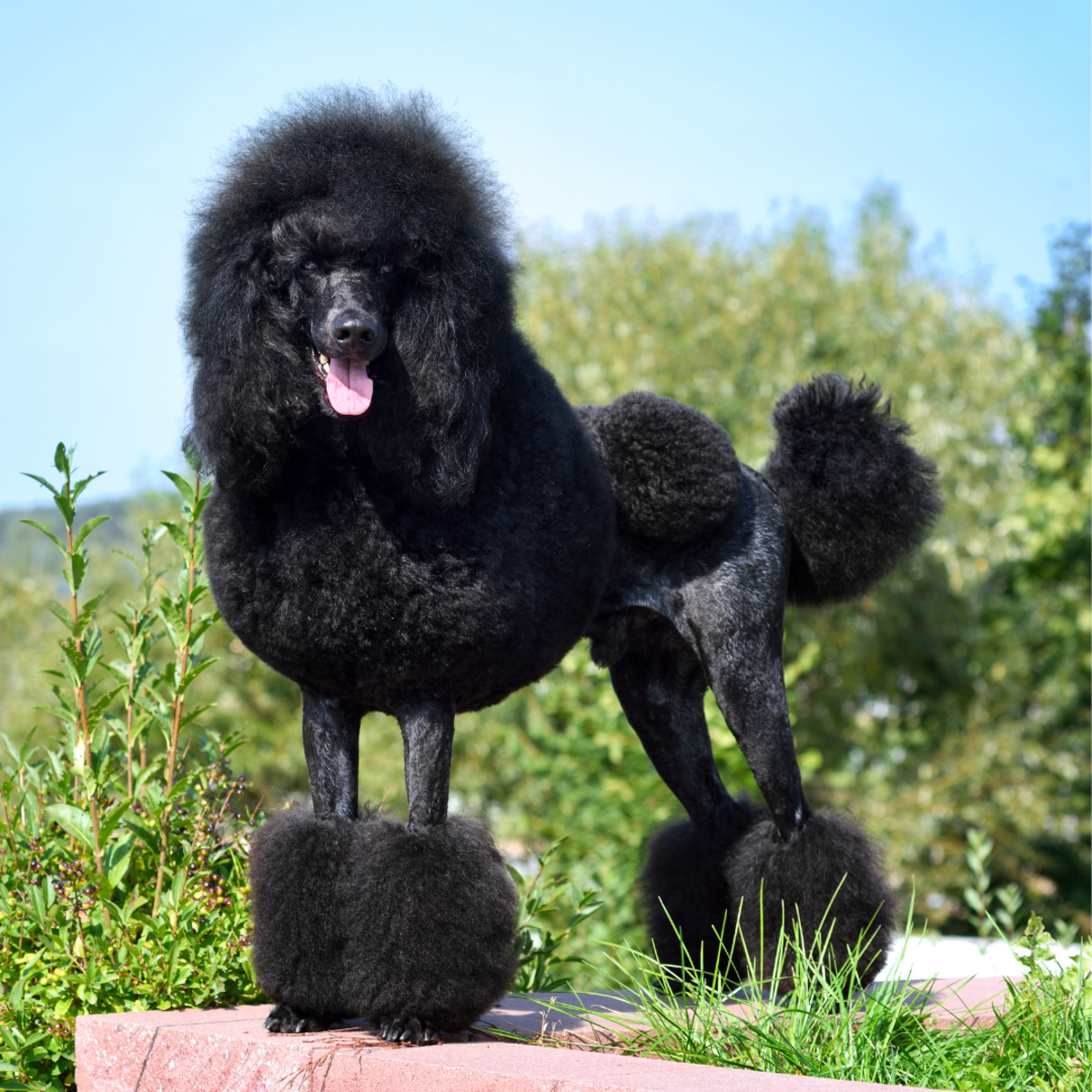 Poodle with pom store poms