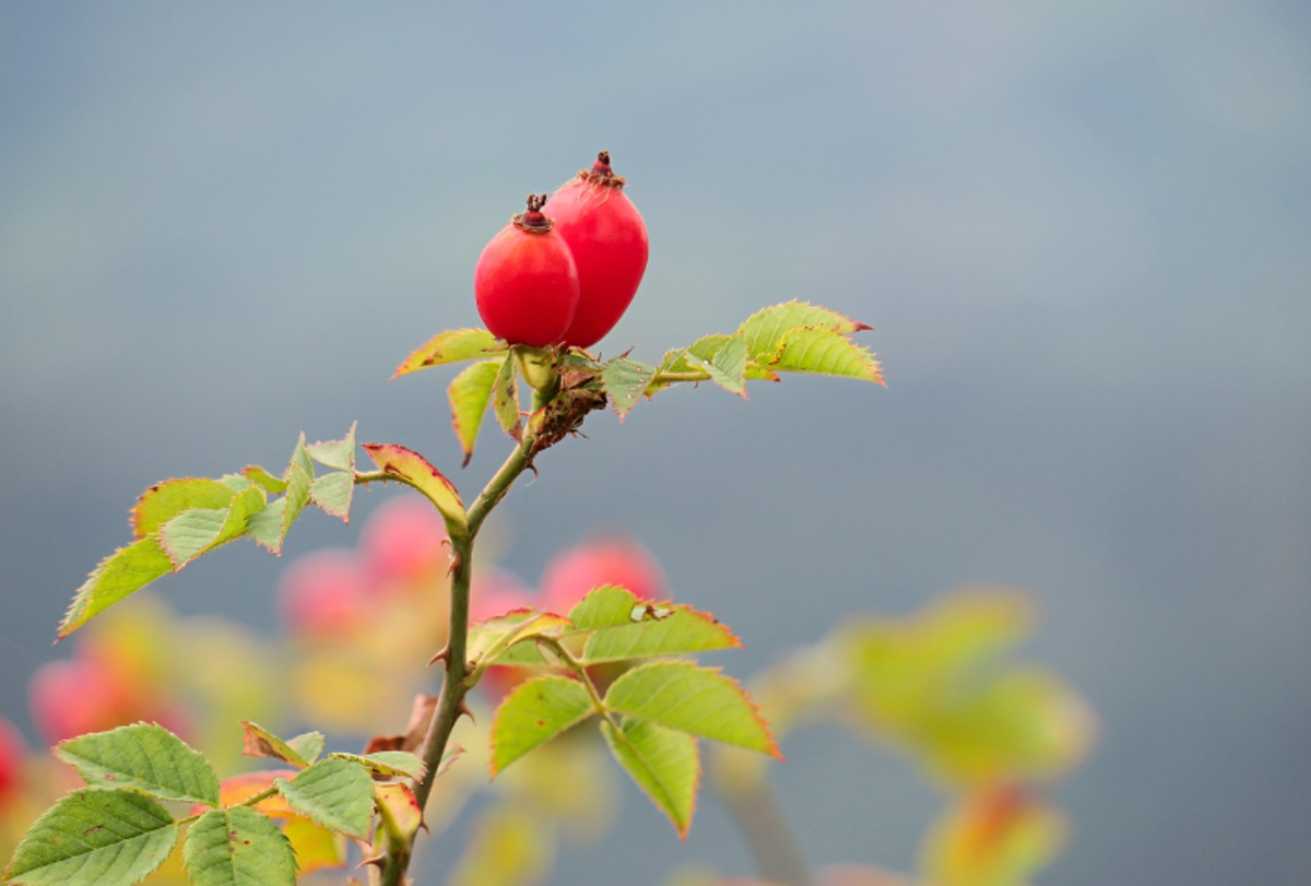 can dogs eat rose hips