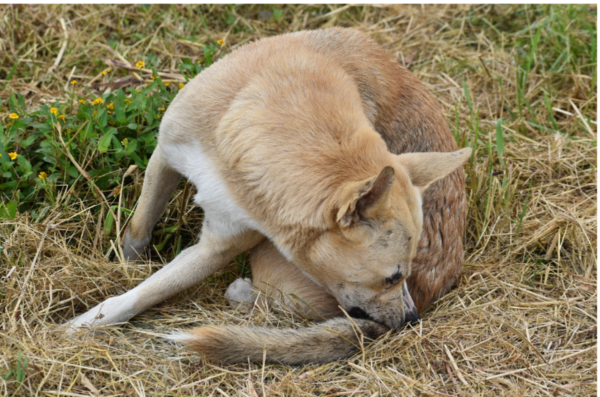 why-does-my-dog-keep-biting-the-base-of-the-tail-7-possibilities-dog