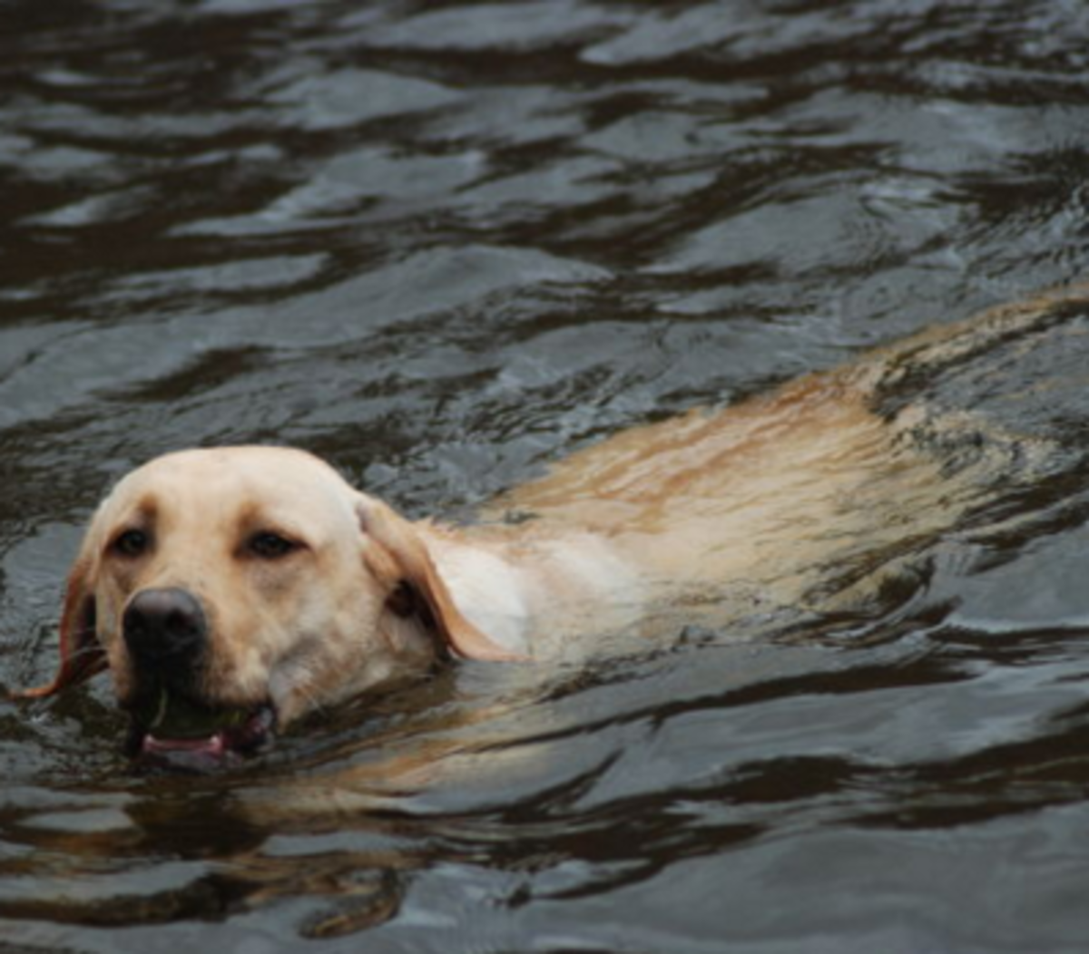 dog breeds with webbed paws