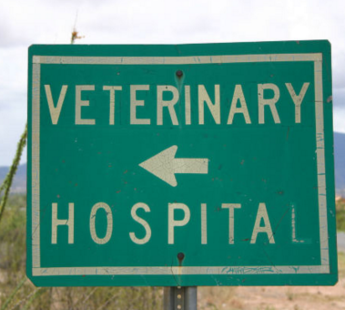 veterinary