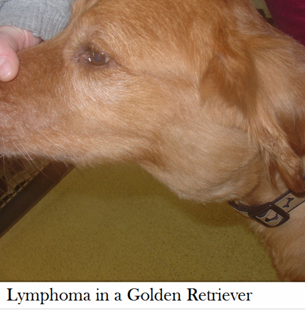 Lymph Nodes On A Dog Located