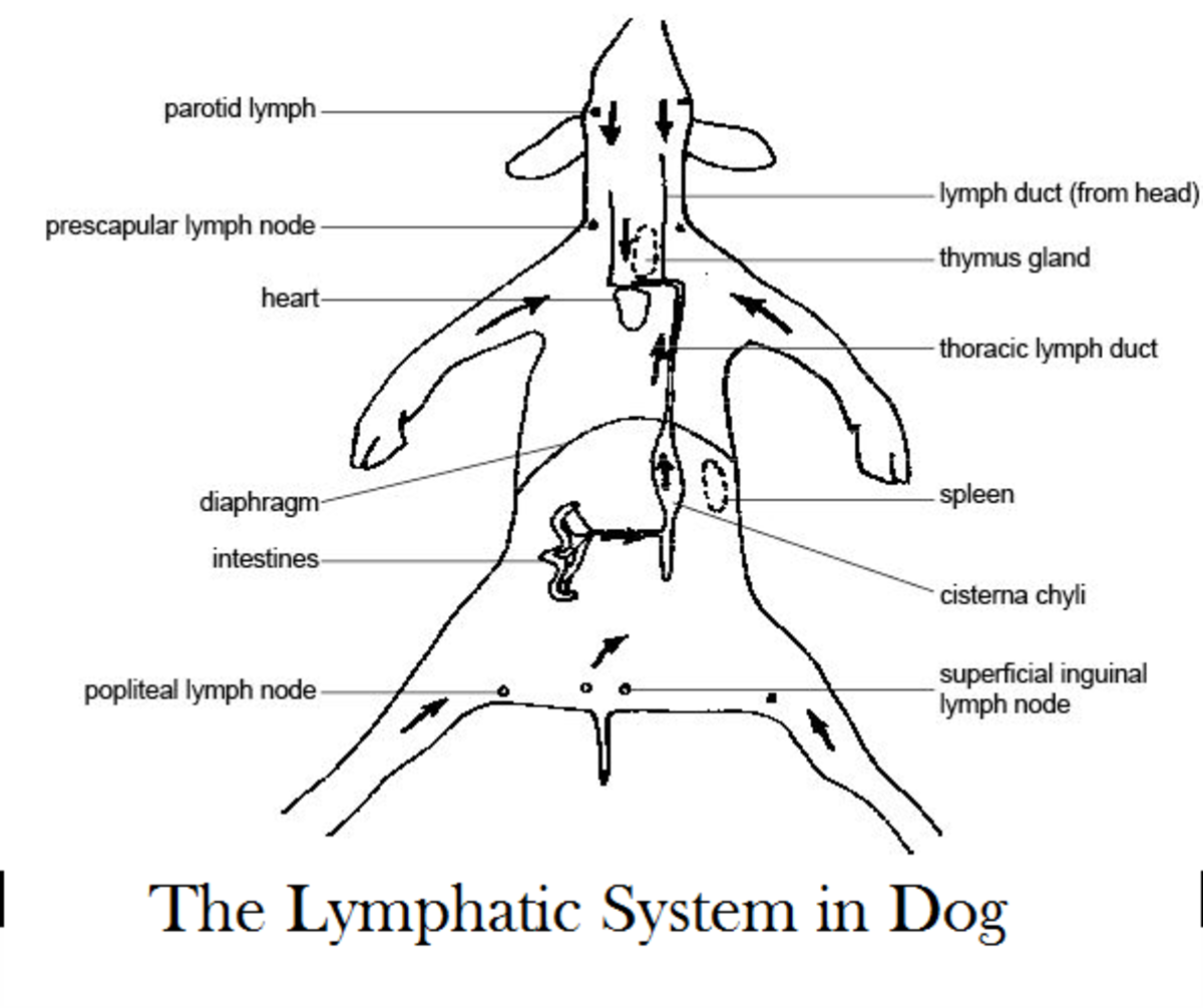 I am Your Dog's Lymph Nodes - Dog Discoveries diagram of chylothorax 
