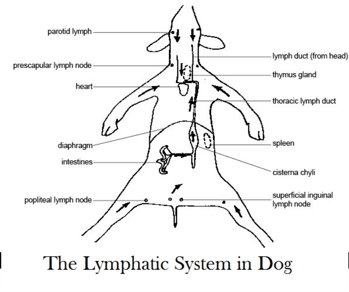 How To Check Dog Lymph Nodes Daily Dog Discoveries